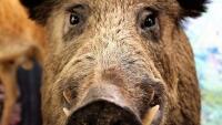 prase pig-1494711 960 720